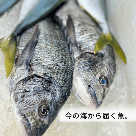 【3ヶ月ごと】「今日のご飯は、これで大丈夫」魚屋から届く定期便