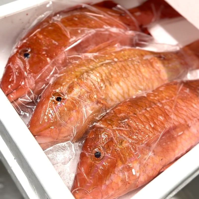 お魚さん大量抜き苗 お魚さん大量抜き苗