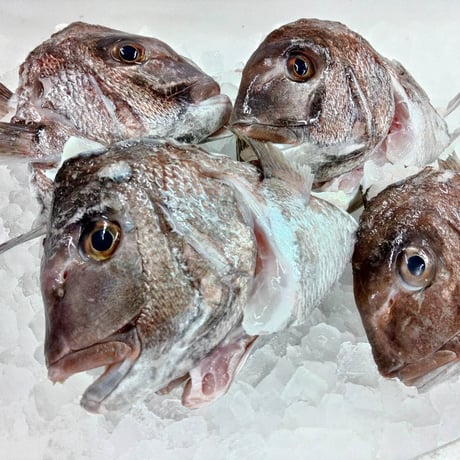 マダイの頭１尾分　魚屋のかぶと煮レシピ付き！