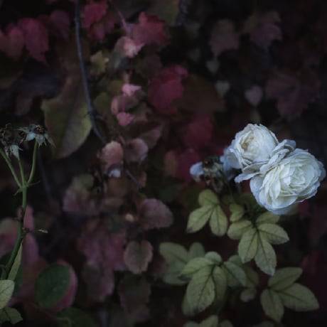 ポストカード "White Roses"  (Al-Andalus)