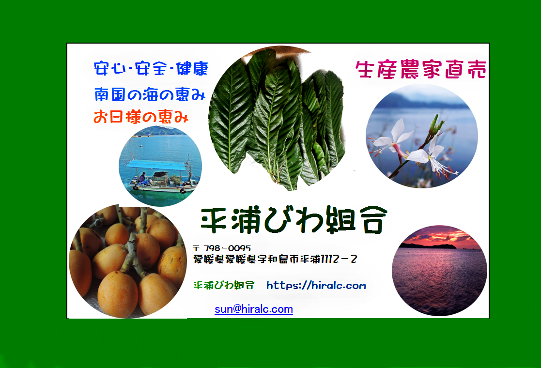 枇杷の葉　確認用 枇杷の葉確認用