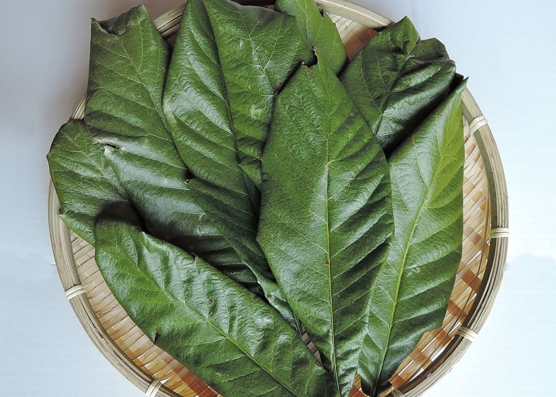 びわの葉エキスつくり用（漬けるだけ・すぐ、濃く、抽出）、びわの葉