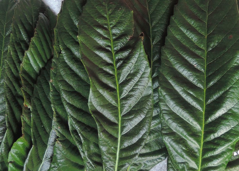 びわの 生葉 【上】 （肉厚・大葉）10枚 | 健康とやすらぎを#平浦びわ