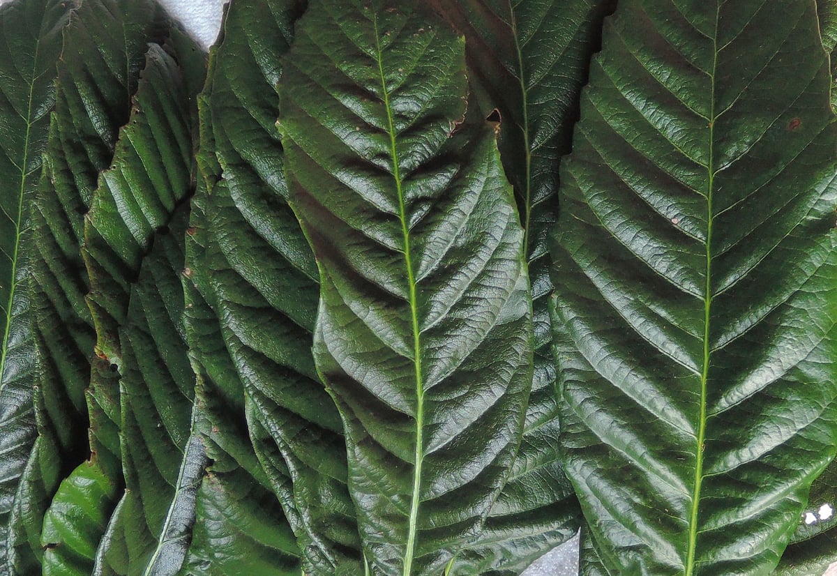 びわの 生葉 【上】 （肉厚・大葉）10枚 | 健康とやすらぎを#平浦びわ