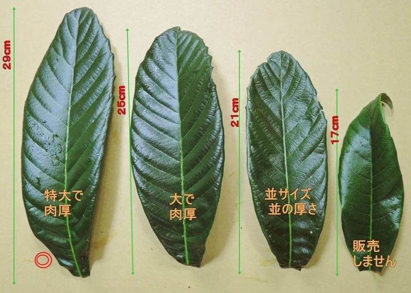 びわの 生葉 【特】 （サイズ混合葉） 20枚 | 健康とやすらぎを