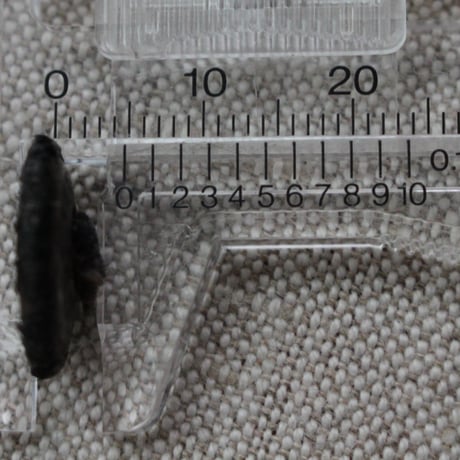 フランスの古い黒いくるみボタン 15㎜ 3個　フランスヴィンテージボタン