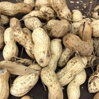 ピーナッツバターベーグル🥜