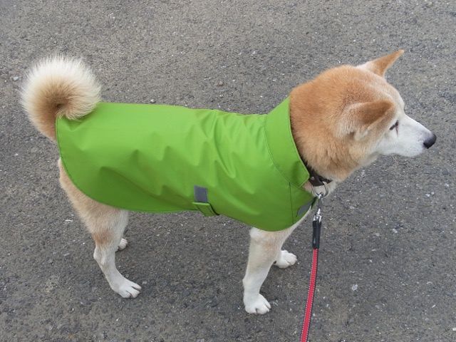 犬用レインコート ベージュ 中型犬用 楽天市場】【犬 服】犬 レインコート オリジナル 中型犬 レイン