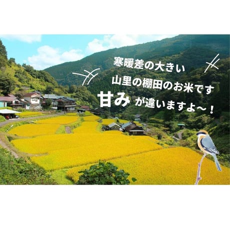 【令和8年産】高千穂産ひのひかり 5kg｜つなぐ棚田遺産認定の棚田米｜標高600m棚田の寒暖差が育てた極上の旨味｜白米・玄米選択可｜産地直送
