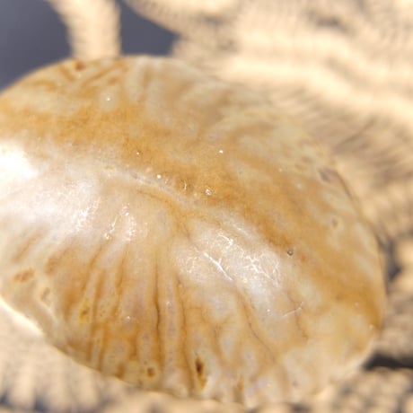 ヴィンテージ　リサ・ラーソン Lisa Larson　ペッレ