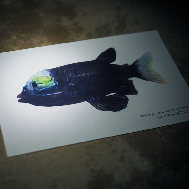 ポストカード5枚セット「深海魚」 | uonofu store ポストカード5枚セット「深海魚」 | uonofu store