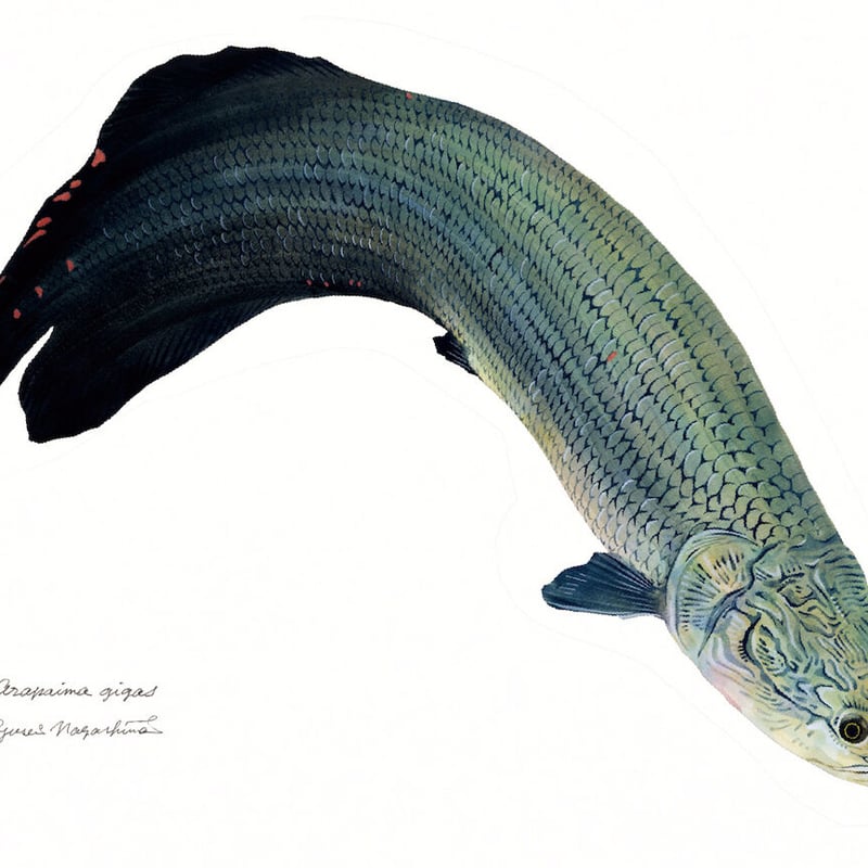 ポストカード5枚セット「Days In a Tank」 | uonofu store