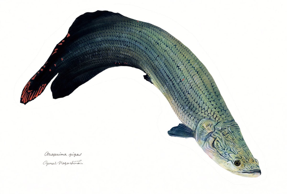 ▶︎import/プクさまノベルティポストカード ポストカード5枚セット「Days In a Tank」 | uonofu store