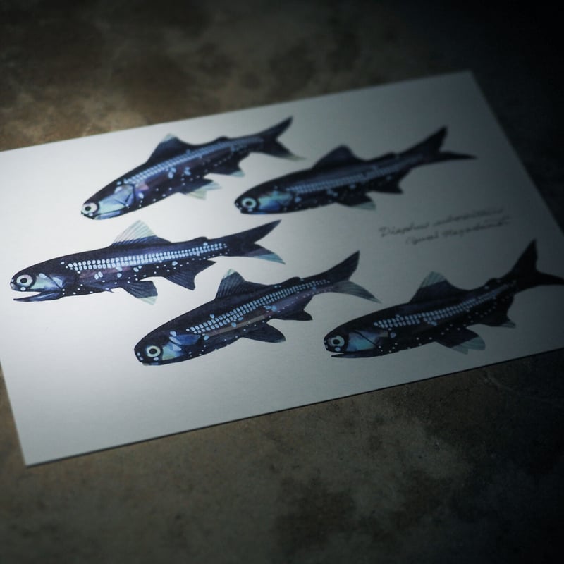 ポストカード5枚セット「深海魚」 | uonofu store ポストカード5枚セット「深海魚」 | uonofu store