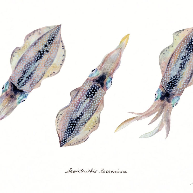 花譜 dポイントカード V.W.P】トレーディングカード「CHAPTER 2」／Double Aside