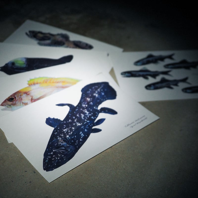 ポストカード5枚セット「深海魚」 | uonofu store