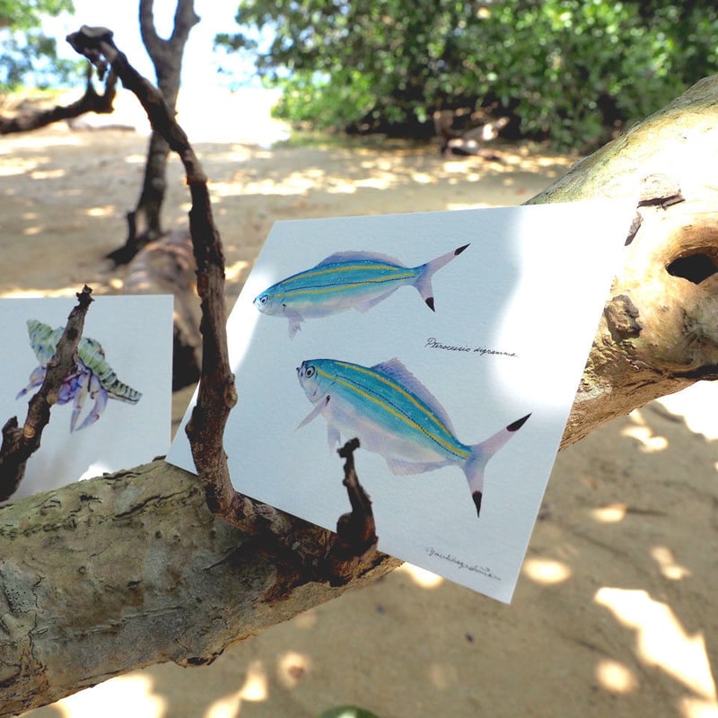 ポストカード5枚セット「黒潮魚の譜 A」 | uonofu store