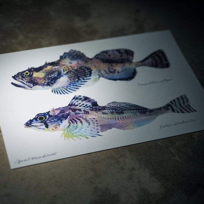 ポストカード5枚セット「深海魚」 | uonofu store ポストカード5枚セット「深海魚」 | uonofu store