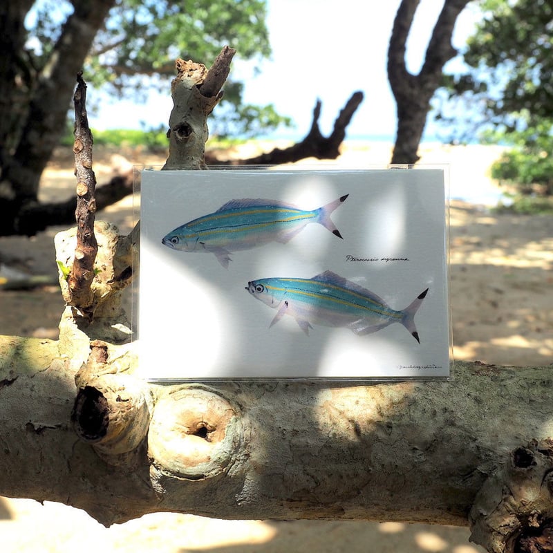ポストカード5枚セット「黒潮魚の譜 A」 | uonofu store