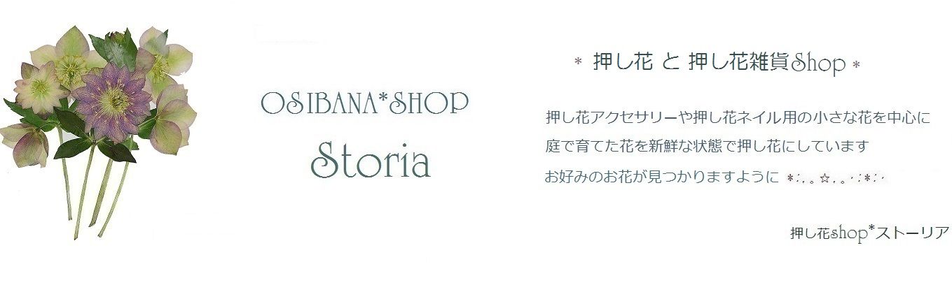 OSHIBANA*SHOP 　Storia