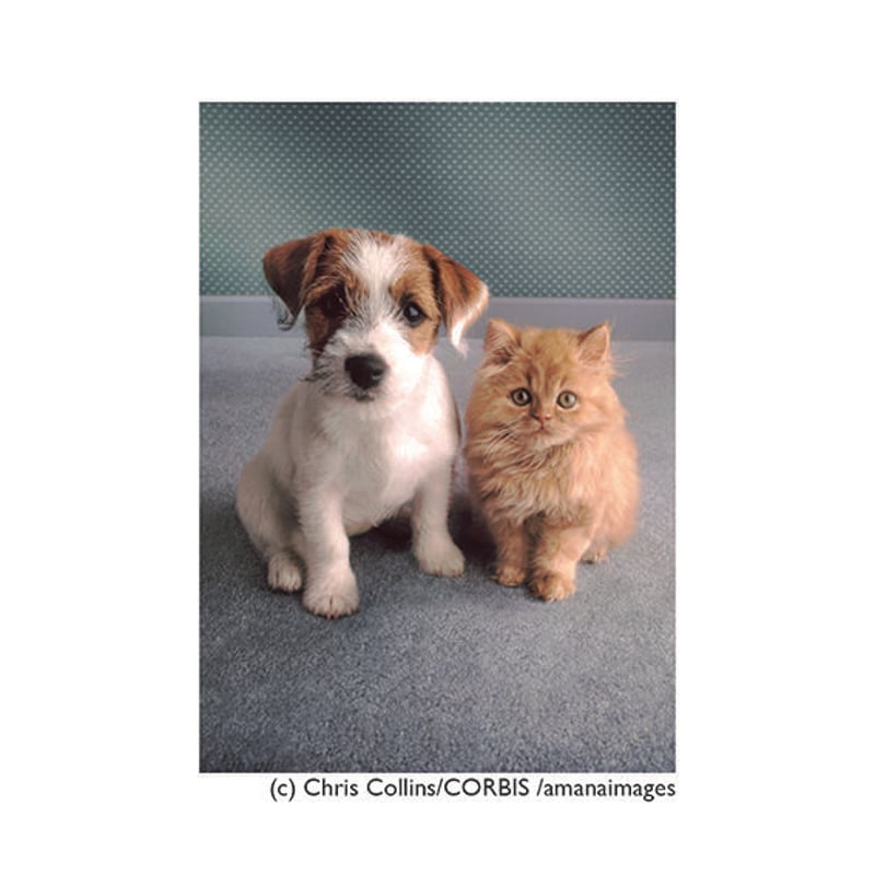 ポストカード【Portrait of puppy and kitten】/イヌ&ネコ ポストカード【Portrait of puppy and kitten】/イヌ&ネコ