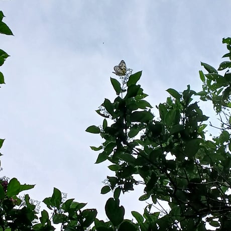 エルサルバドル支援寄付☆里帰りブレスレット in Okinawa