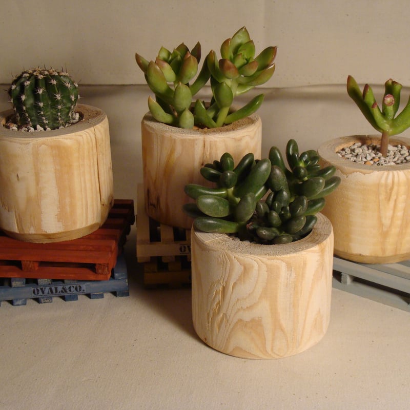 Driftwood and Succulents [流木と多肉植物] 4つ1セット | ova