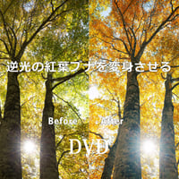 逆光の紅葉ブナ
