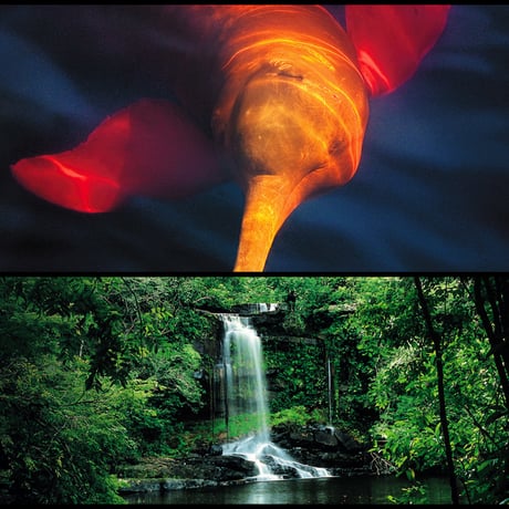 「AMAZONIA アマゾニア-アマゾン大冒険【完全版】- 」DVD
