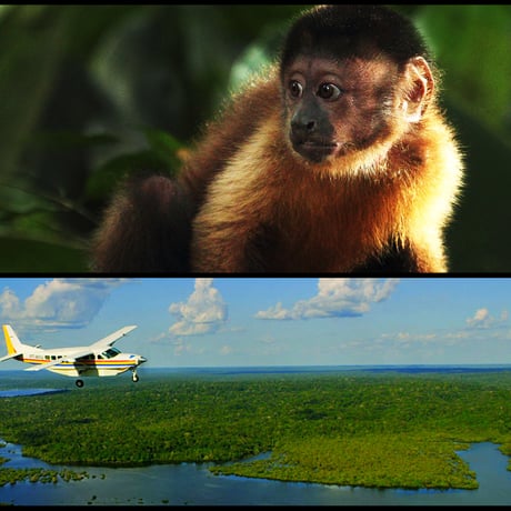「AMAZONIA アマゾニア-アマゾン大冒険【完全版】- 」DVD