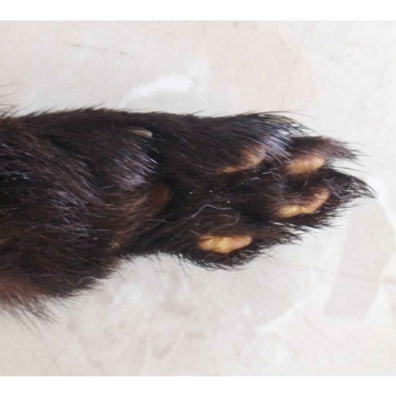 貴重な「ミンクの足のキーホルダー」無着色・無脱色・無染色！ | 新潟