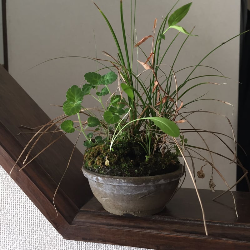 ②凡才鉢 【未使用品】盆栽鉢、植木鉢、盆栽小鉢、山野草鉢