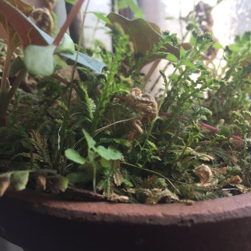 盆栽鉢 希少時代赤色梨皮切り足長方盆栽鉢山野草サボテン植木鉢