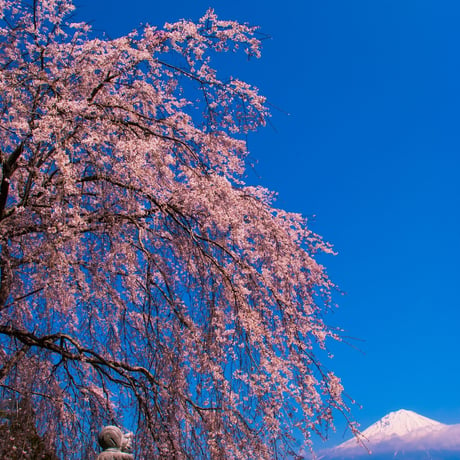 桜と観音様と富士山