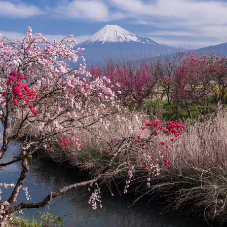 富士山と花園