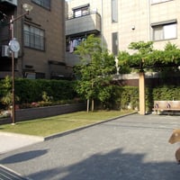 中二さくら広場