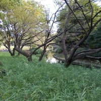 北の丸公園