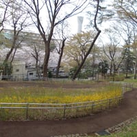 赤羽台さくら並木公園