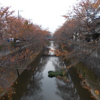 石神井川　山中橋より新西原橋側