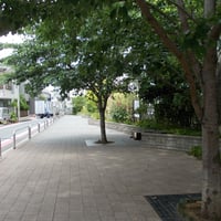 中六桜広場