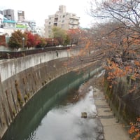 石神井川　紅葉橋より松橋側