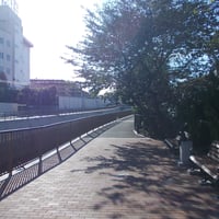 善福寺川　堀之内橋際