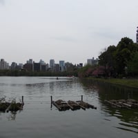 不忍池　ボート池