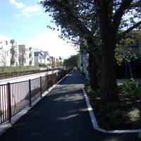 神田川沿い　一本橋際