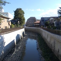 善福寺川　紅葉橋より本村橋側