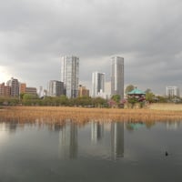 不忍池　　蓮池