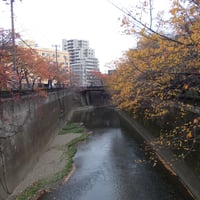 石神井川　加賀学園橋より加賀二の橋側