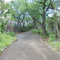 音無さくら緑地（音無渓谷）