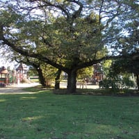 和田堀公園 済美山運動広場