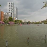 不忍池　ボート池